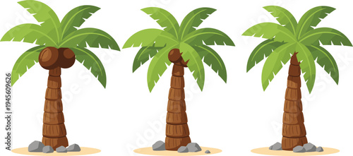 Coconut palm tree set vector illustration with tropical beach plants, green leaves and coconuts isolated on white background for summer island landscape design