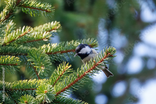 An adult coal tit (Periparus ater) perched on a spruce branch, looking toward the camera lens on a sunny spring day.