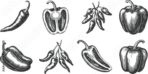 Vintage chili and bell pepper vegetables hand drawn engraving style botanical food ingredient collection isolated spicy cooking illustration set