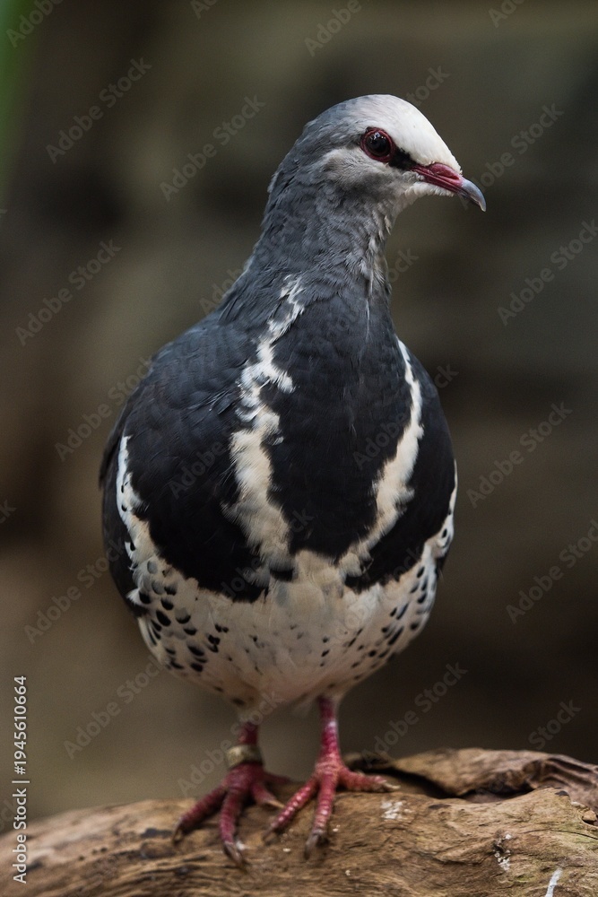 Fototapeta premium black and white dove