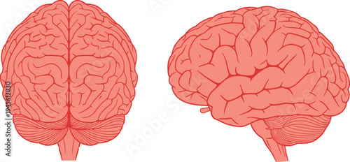 Detailed black and white anatomical illustration of human brain showing superior and lateral views with cerebral hemispheres, cortex, cerebellum, and brai