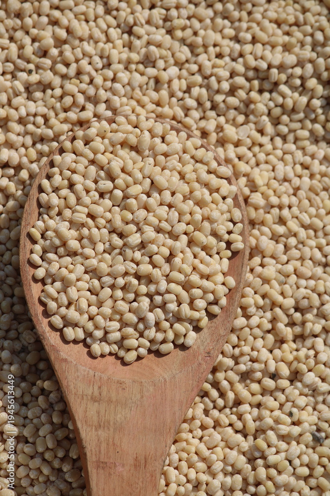Obraz premium split urad dal also known as white urad dal or white gram Urad dal is a type of lentil derived from black gram beans . split urad dal on wooden spoon