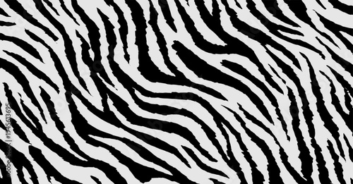 Zebra line pattern rough line. Black and white zebra skin textured.