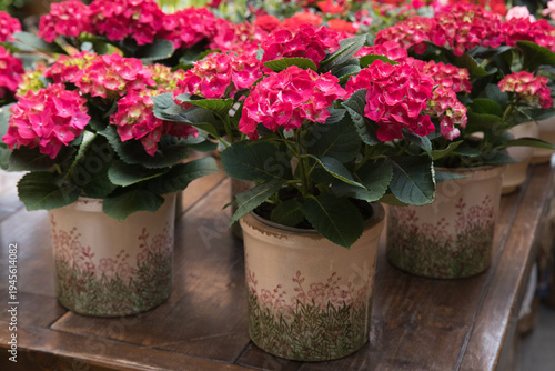 Potted Pink Hydrangea or Hortensia flowers at garden shop during spring season.