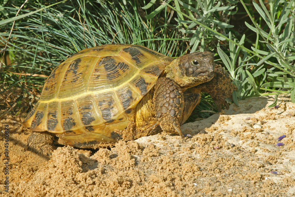 Obraz premium Central Asian Tortoise, Agrionemys horsfieldii