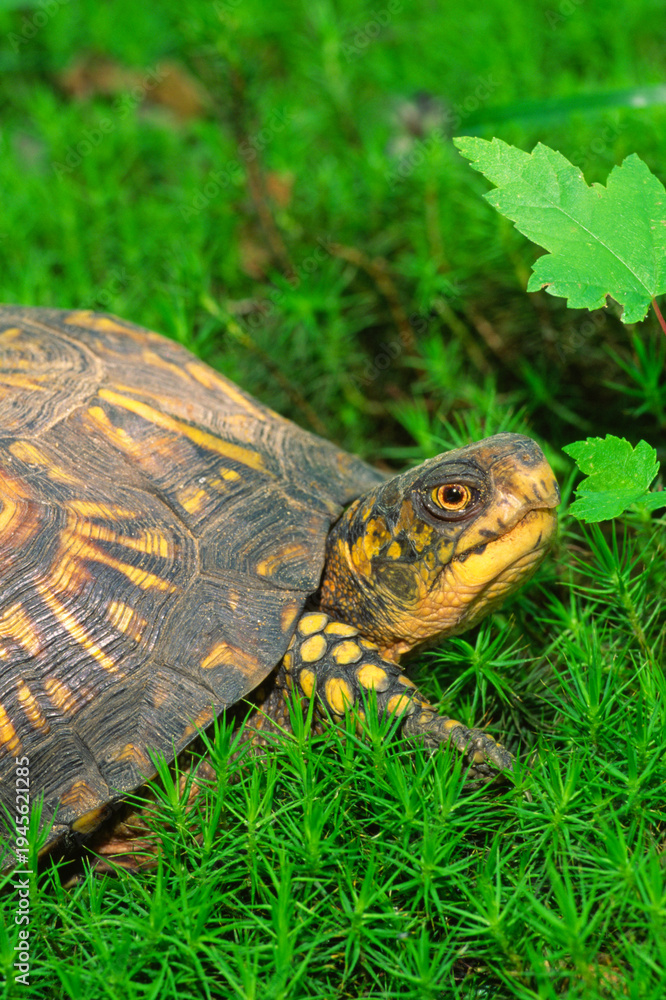 Obraz premium Eastern box turtle, Terrapene carolina, on moss.