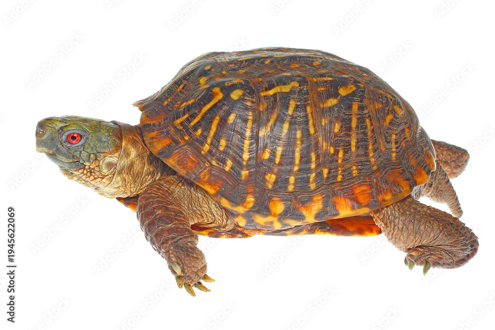Obraz premium Ornate box turtle, Terrapene ornata, white background