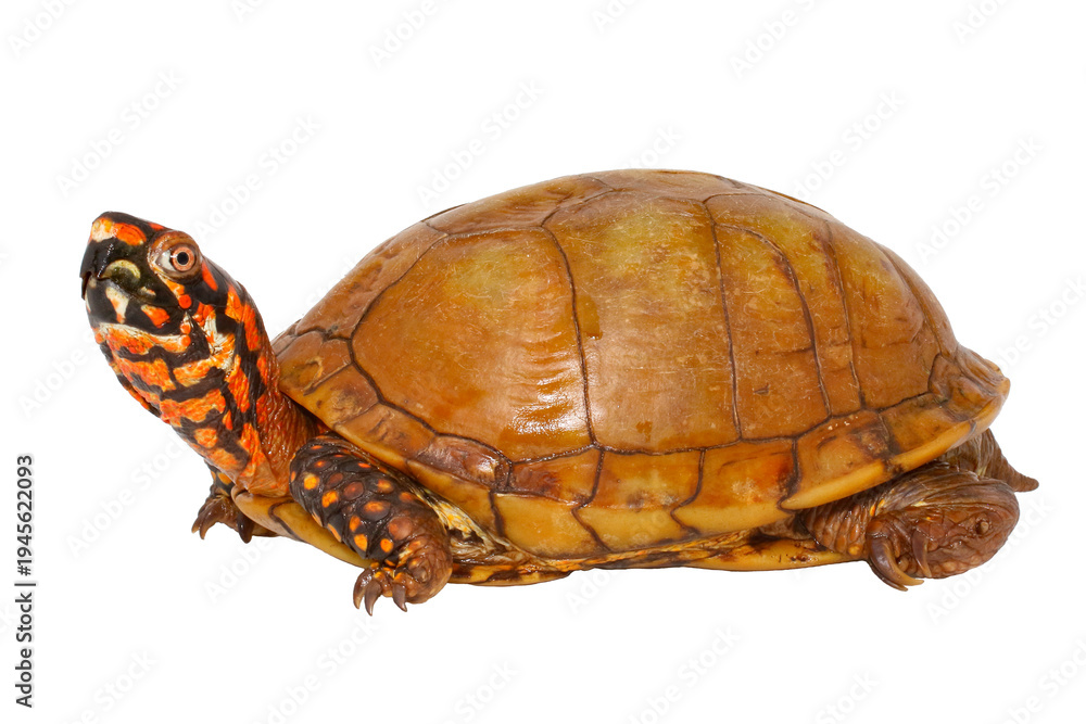 Obraz premium Three toed box turtle, Terrapene triunguis