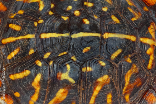 Foto Ornate box turtle, Terrapene ornata, carapace scutes