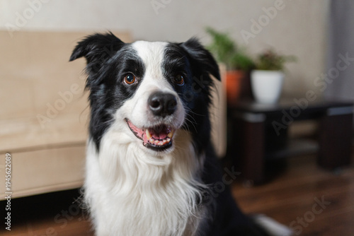 Funny portrait cute puppy dog border collie indoor. Pet dog resting at home. Puppy dog indoors in domestic room. Funny emotional dog having playful mood. Love for pets friendship companion pet care