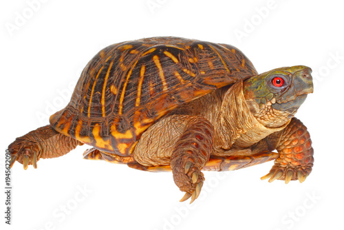 Ornate box turtle, Terrapene ornata, white background.