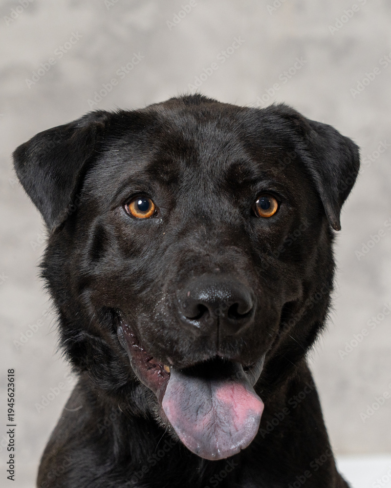 Fototapeta premium Black dog with brown eyes sits on gray background during indoor session at home in the afternoon light