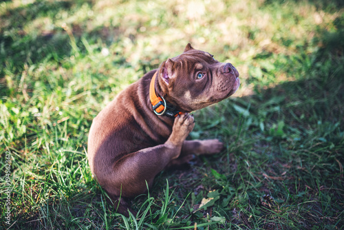 Fotografía Brown American Bully Puppy Scratching Itself on Lawn