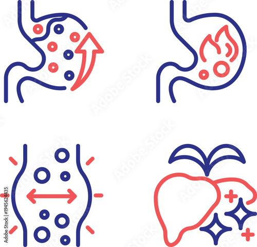 Illustrations of nutrient absorption and metabolism in the human digestive system