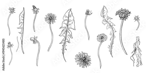 Set of dandelion black white vector elements with different parts of the plant isolated white. Botanical graphic illustration taraxacum clipart for herbal medicine and spring design. Wild yellow plant