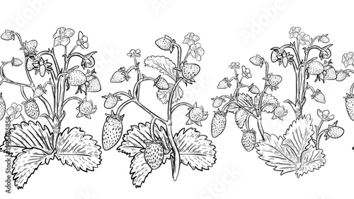 Strawberry black white vector seamless border. Botanical graphic illustration of fruit bush with berry, leaf and flower hand drawn. Monochrome repeating pattern for textile print or scrapbook design.