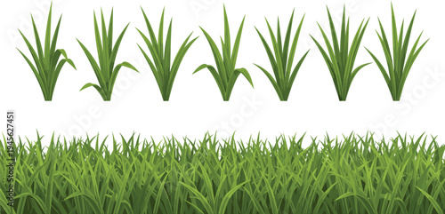 Green grass illustration featuring individual clumps and continuous strip of dense blades, artwork concept for nature, landscaping, gardening, environment, and design projects