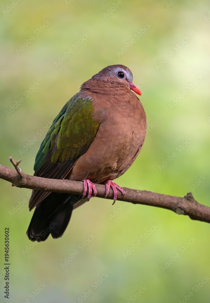 Obraz premium common emerald dove