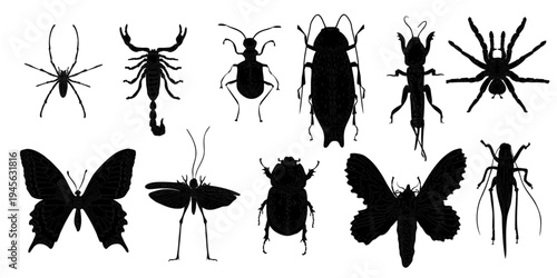 Vector clipart of various insect, beetles and arachnid monochrome silhouettes isolated on white background. Bugs, spiders, scorpion, and butterfly vector illustration for education or design elements.