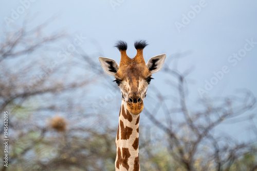 A young Rothschild's giraffe looking at the camera in Ruko Community Conservancy in Baringo, Kenya.