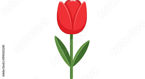 Red Tulip Flower with Green Leaves.