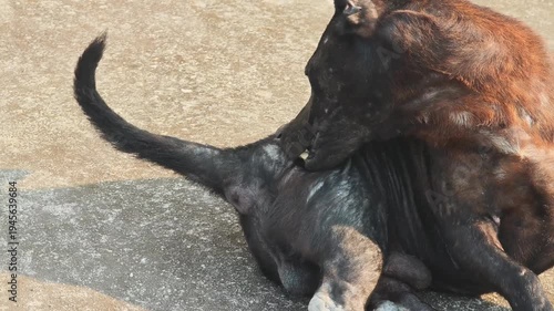 A black dog with mange .