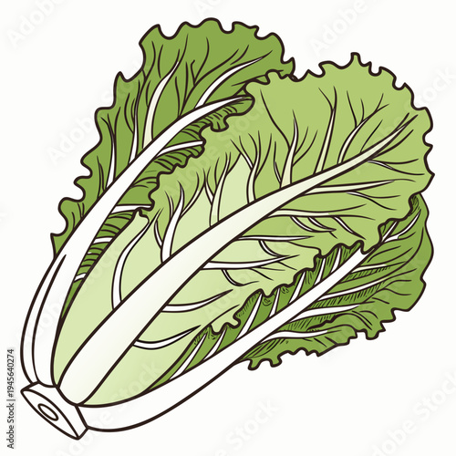 Green lettuce leaf with white stem on white background leafy greens vegetable