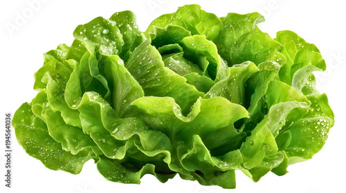 Fresh green cabbage head with water drops isolated on a black background, healthy organic vegetable concept.