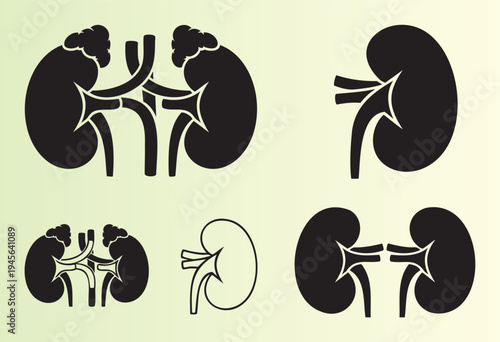 Illustration of human kidneys with arteries and veins isolated