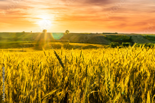 scenic landscape of golden summer agricultural field during sunset or sunrise with yellow wheat crop with beautiful evening cloudy sky with sun rays on background