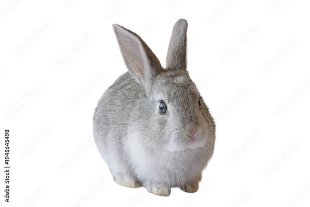 Obraz premium Cute gray rabbit sitting isolated on transparent background, adorable bunny pet with soft fur, perfect animal cutout for design, marketing, and pet related projects.