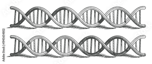 Vintage Engraving of Two DNA Double Helix Strands