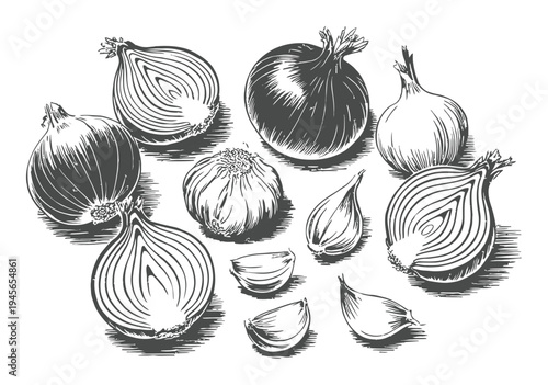 Vintage Illustration of Onions and Garlic, Halved and Whole