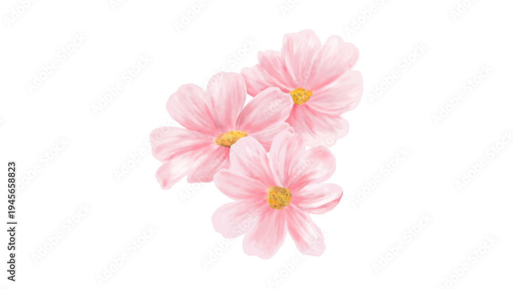 Fototapeta premium Pink cosmos flowers watercolor botanical painting