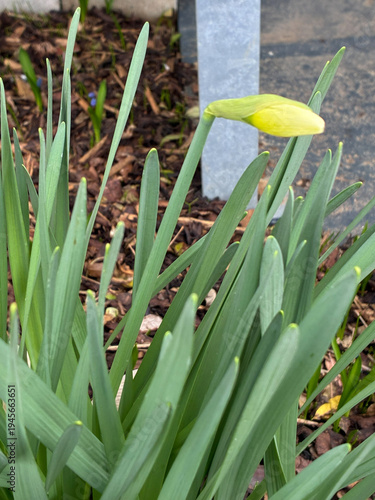 tulpe blume natur pflanze