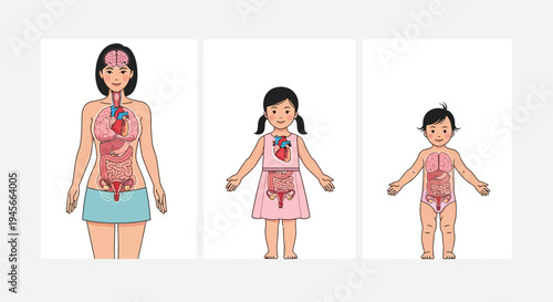 Anatomical illustrations of human body for children.