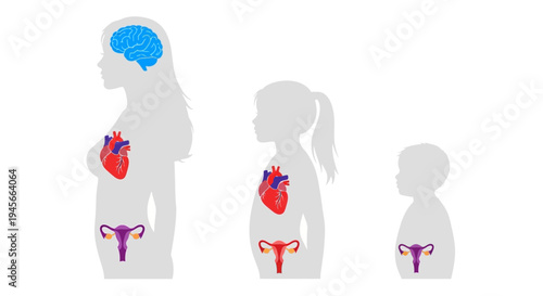Human body anatomy for children education.