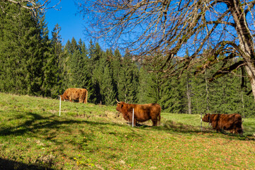 Crédence de cuisine  Rinder grasen auf einer grünen Bergweide im Kleinwalsertal in den Allgäuer Alpen.  © Tina Rabus