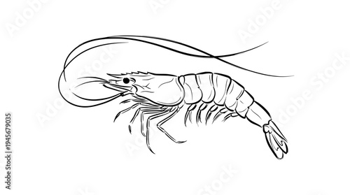 Japanese Style Minimal Shrimp Outline Vector