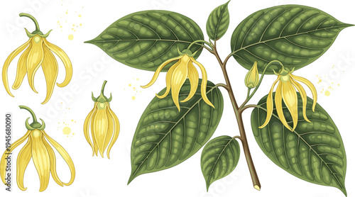 Realistic ylang ylang tropical flower and leaves botanical vector set with aromatic yellow blossoms and green foliage illustration