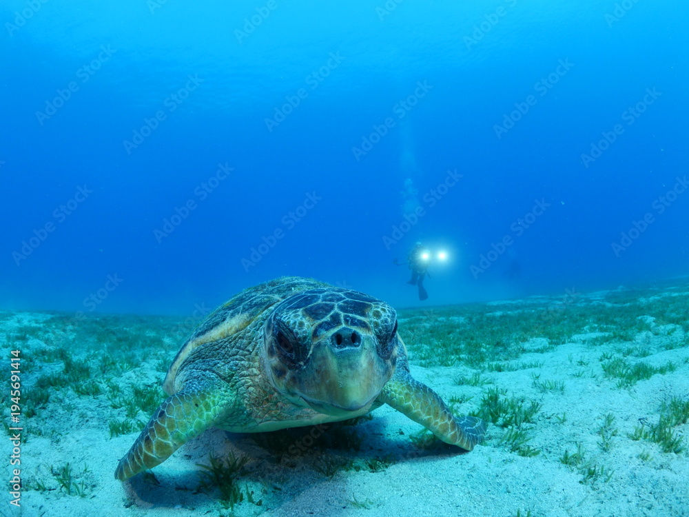 Fototapeta premium turtle underwater close up caretta caretta scuba diver taking photos ocean scenery