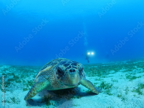 turtle underwater close up caretta caretta scuba diver taking photos ocean scenery