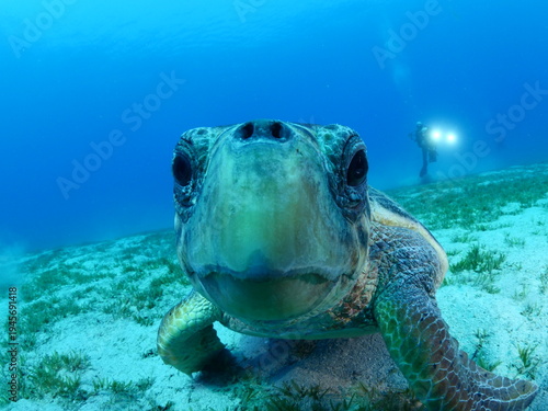 turtle underwater close up caretta caretta scuba diver taking photos ocean scenery