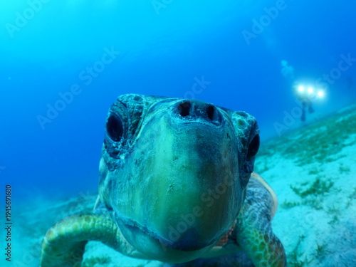 turtle underwater close up caretta caretta scuba diver taking photos ocean scenery