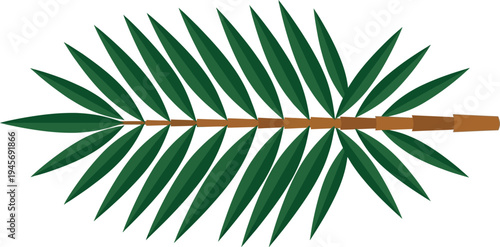 Green palm frond branch isolated on white background natural tropical foliage.