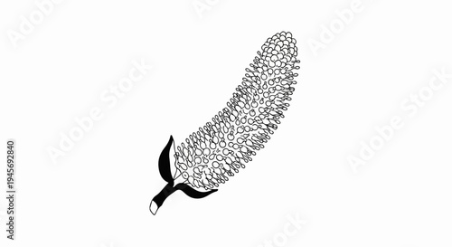 Detailed line art illustration of a pendulous catkin with small buds
