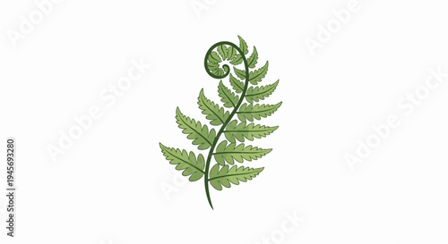 Green fern frond with coiled tip and serrated leaflets