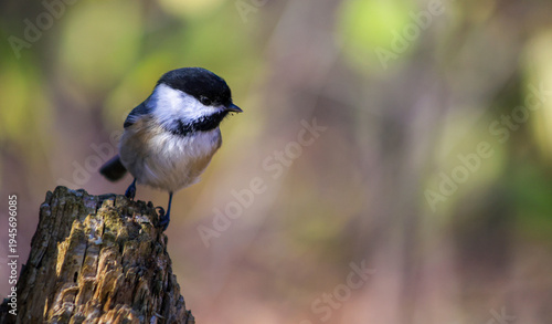 Cuadro en lienzo Black-capped chickadee perched on tree stump