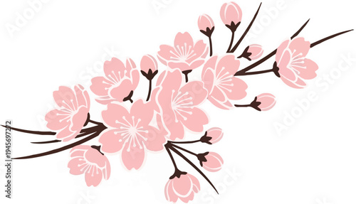 Delicate pink cherry blossoms on dark stems, with buds blooming
