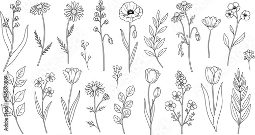 Hand drawn wildflowers and botanical plants collection with elegant floral stems leaves and garden flowers line art vector set